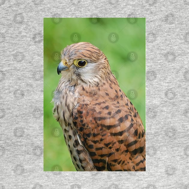 kestrel by declancarr